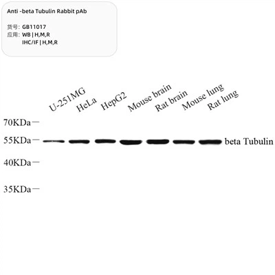 Anti-beta tubulin kanin pab