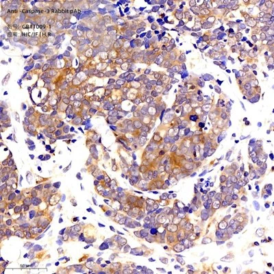 Anti-caspase -3 kanin pab