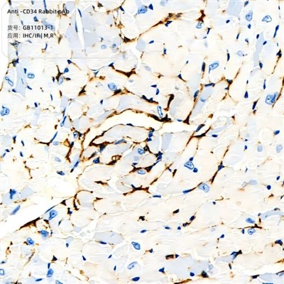 Anti-CD34 Rabbit PAB